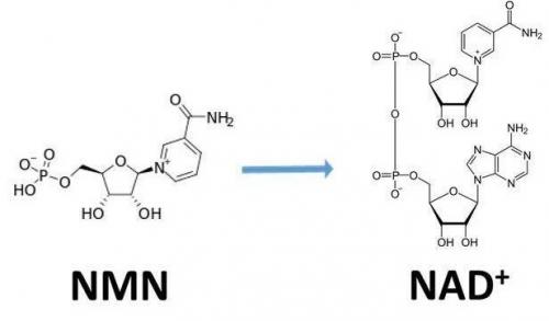 從生物學角度看NMN:為何能延緩衰老和提高免疫力？