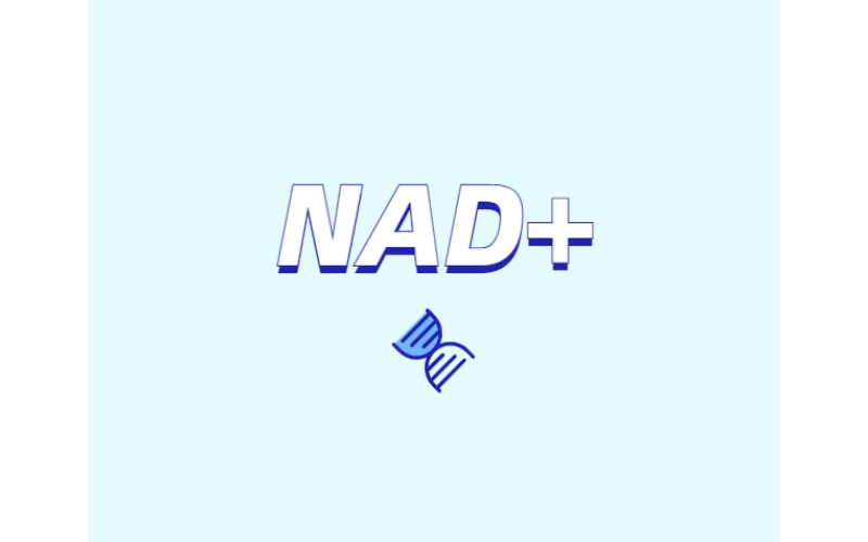 選擇NMN還是NR？